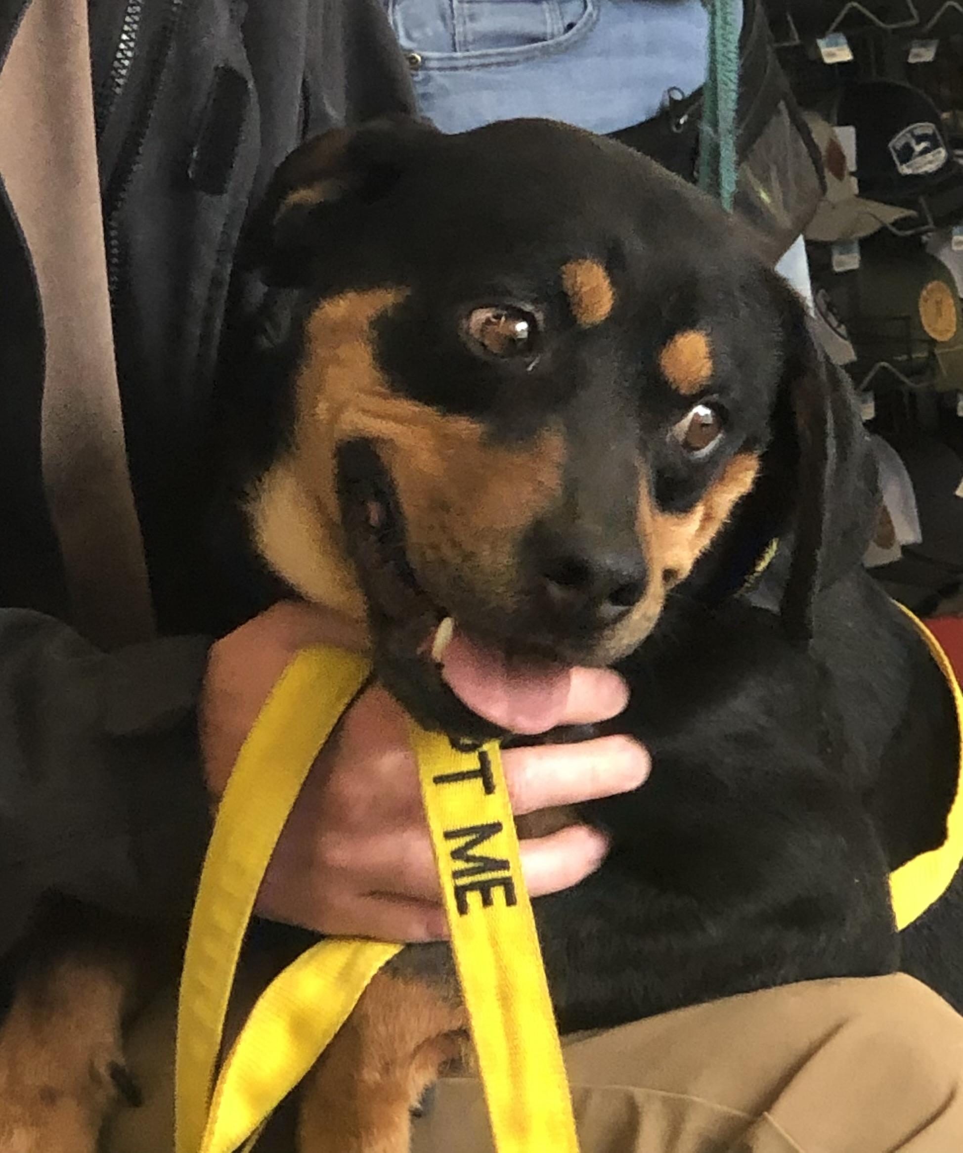 Pilot, a Adoptable Mixed Breed in Cherokee Village, AR image 2/2