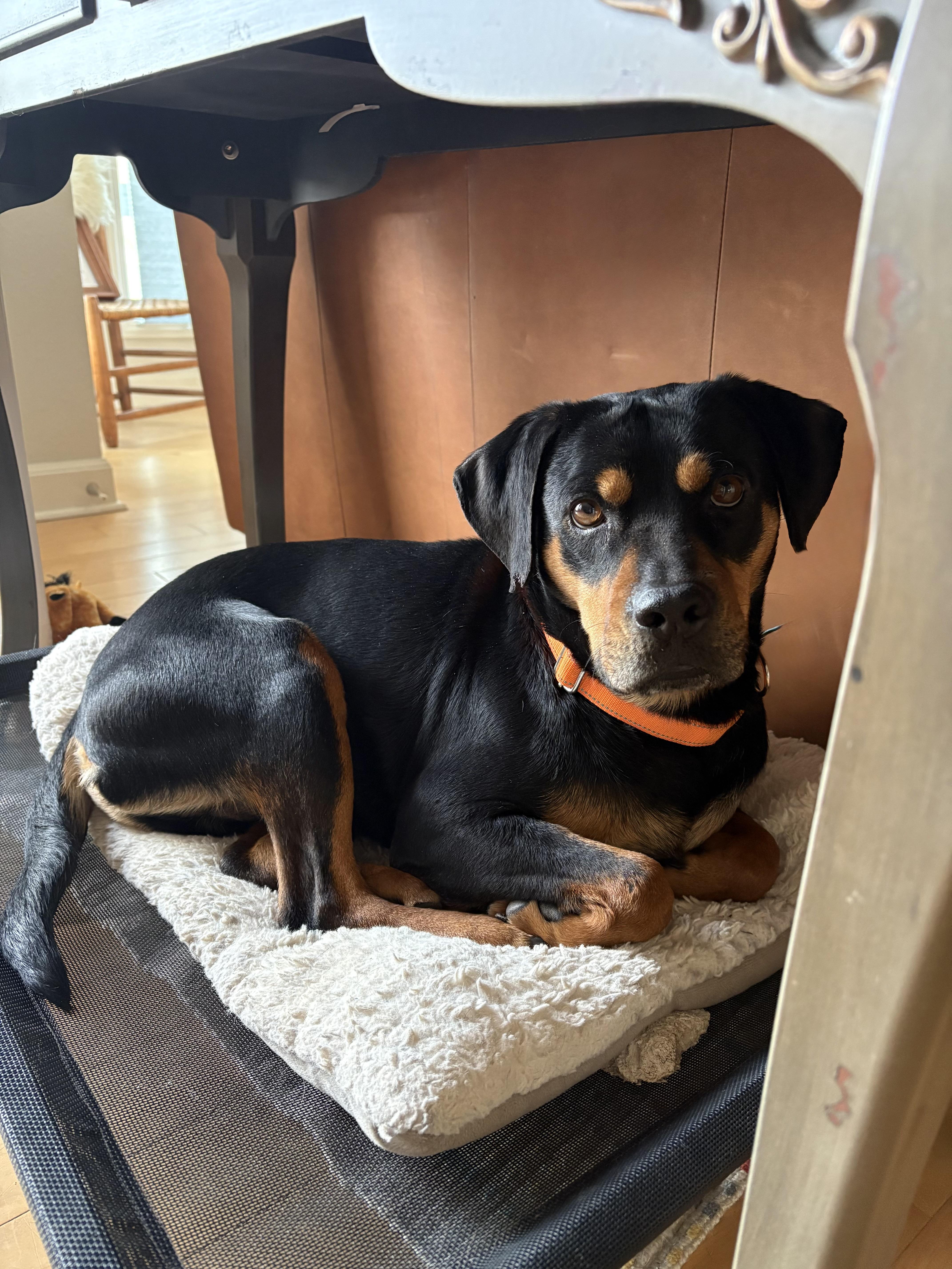 Enlarge Pilot, an adoption pending Mixed Breed in Cherokee Village, AR image 2/3