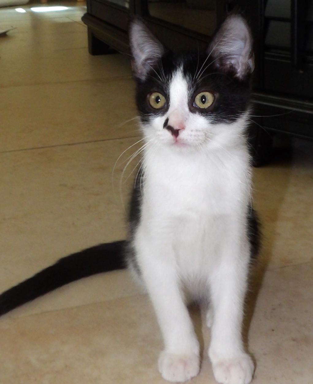 Enlarge Timmy, a Adoptable mixed breed in Lake Monroe, FL image 2/4
