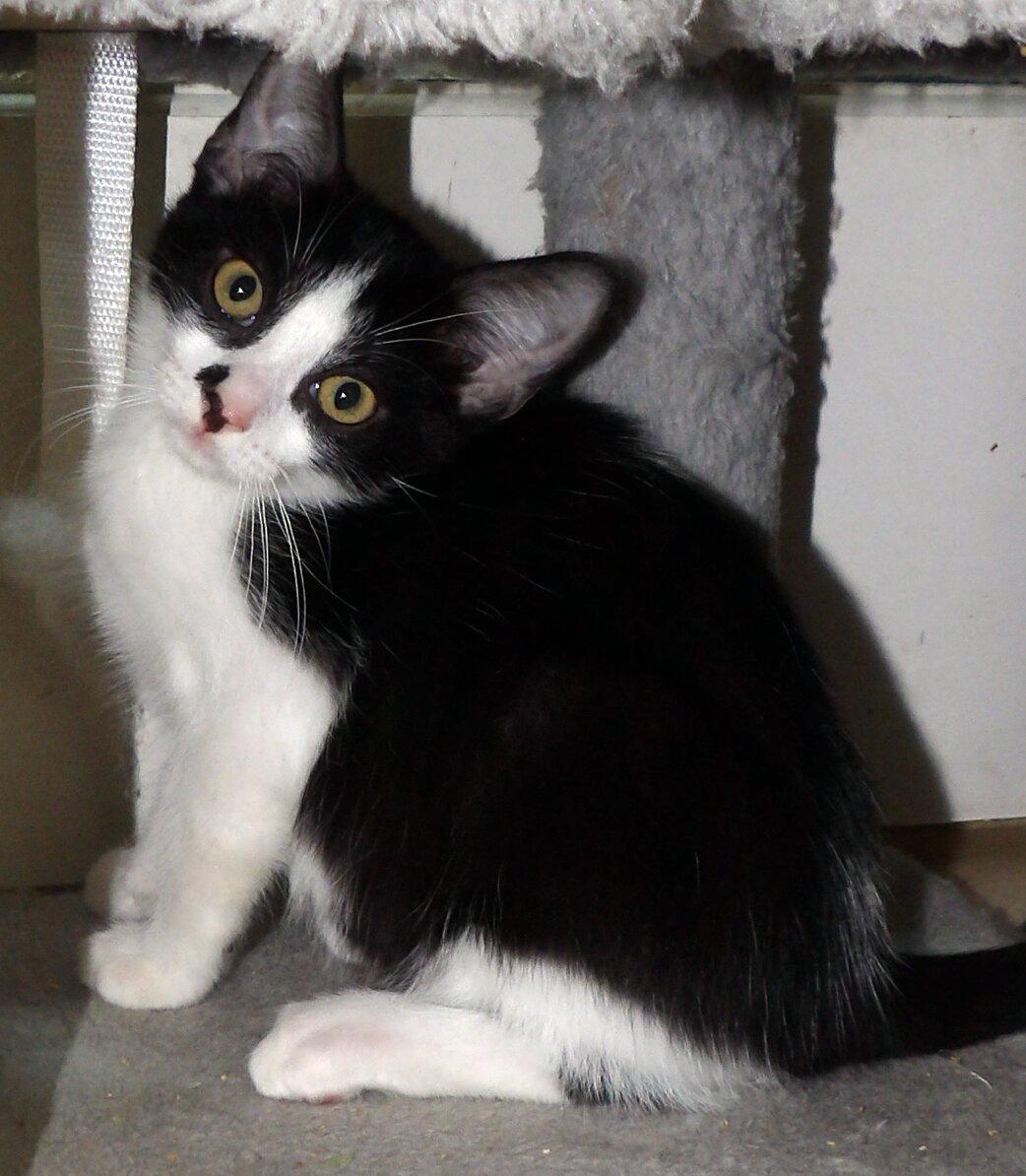 Enlarge Timmy, a Adoptable mixed breed in Lake Monroe, FL image 3/4