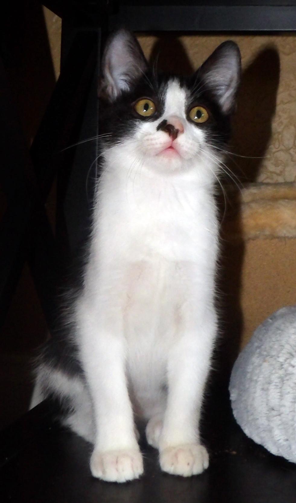 Enlarge Timmy, a Adoptable mixed breed in Lake Monroe, FL image 4/4