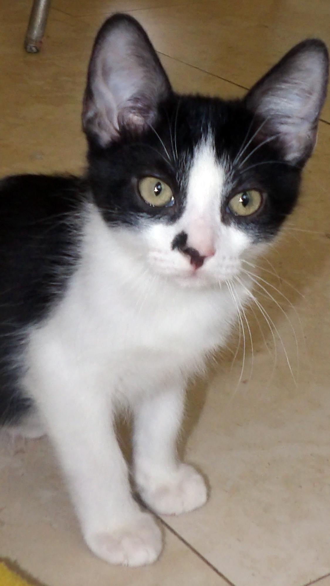 Enlarge Timmy, a Adoptable mixed breed in Lake Monroe, FL image 1/4