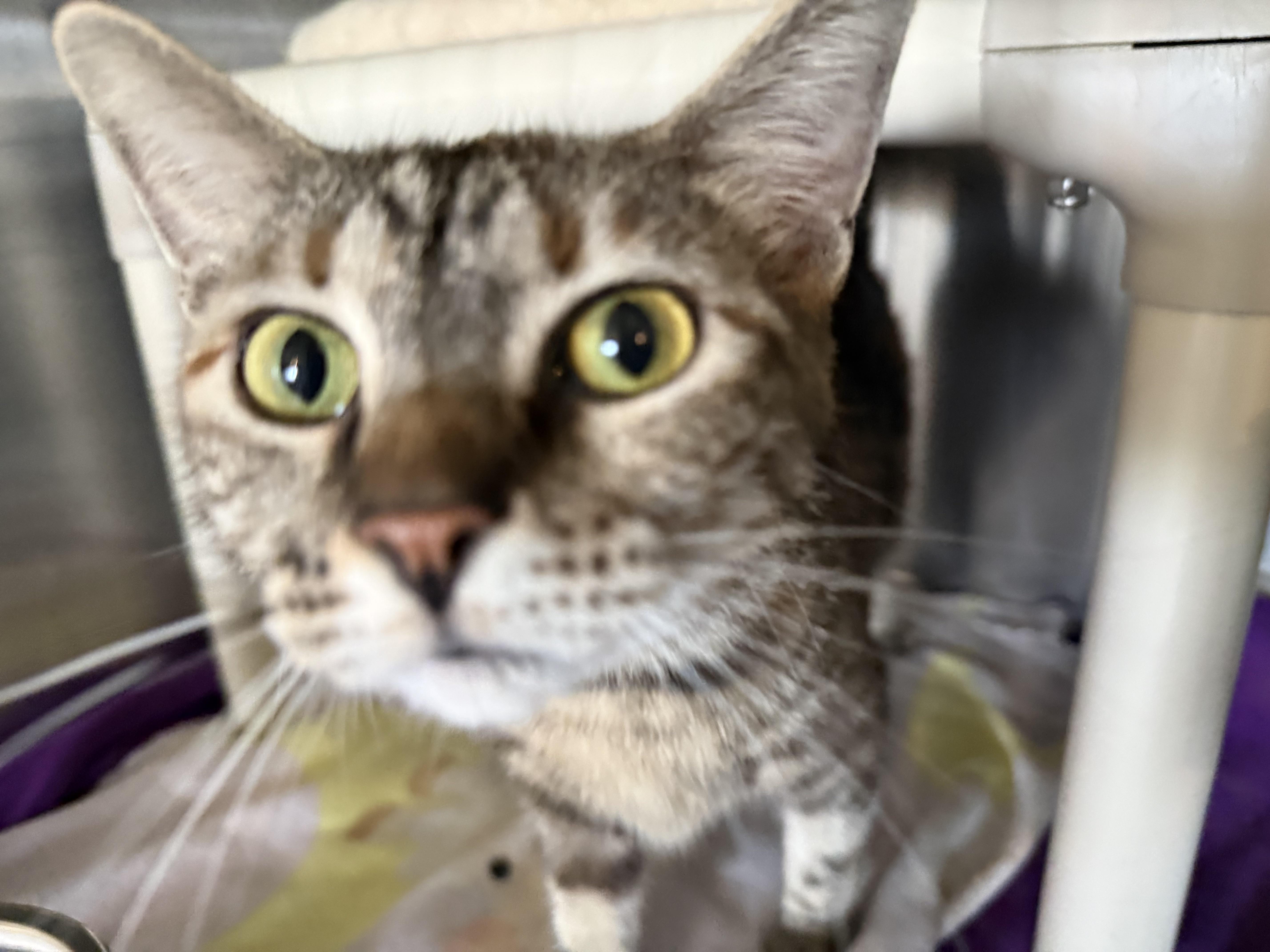 PHOEBE (& Tiger), a ADOPTABLE Domestic Short Hair in La Crescent, MN image 3/6