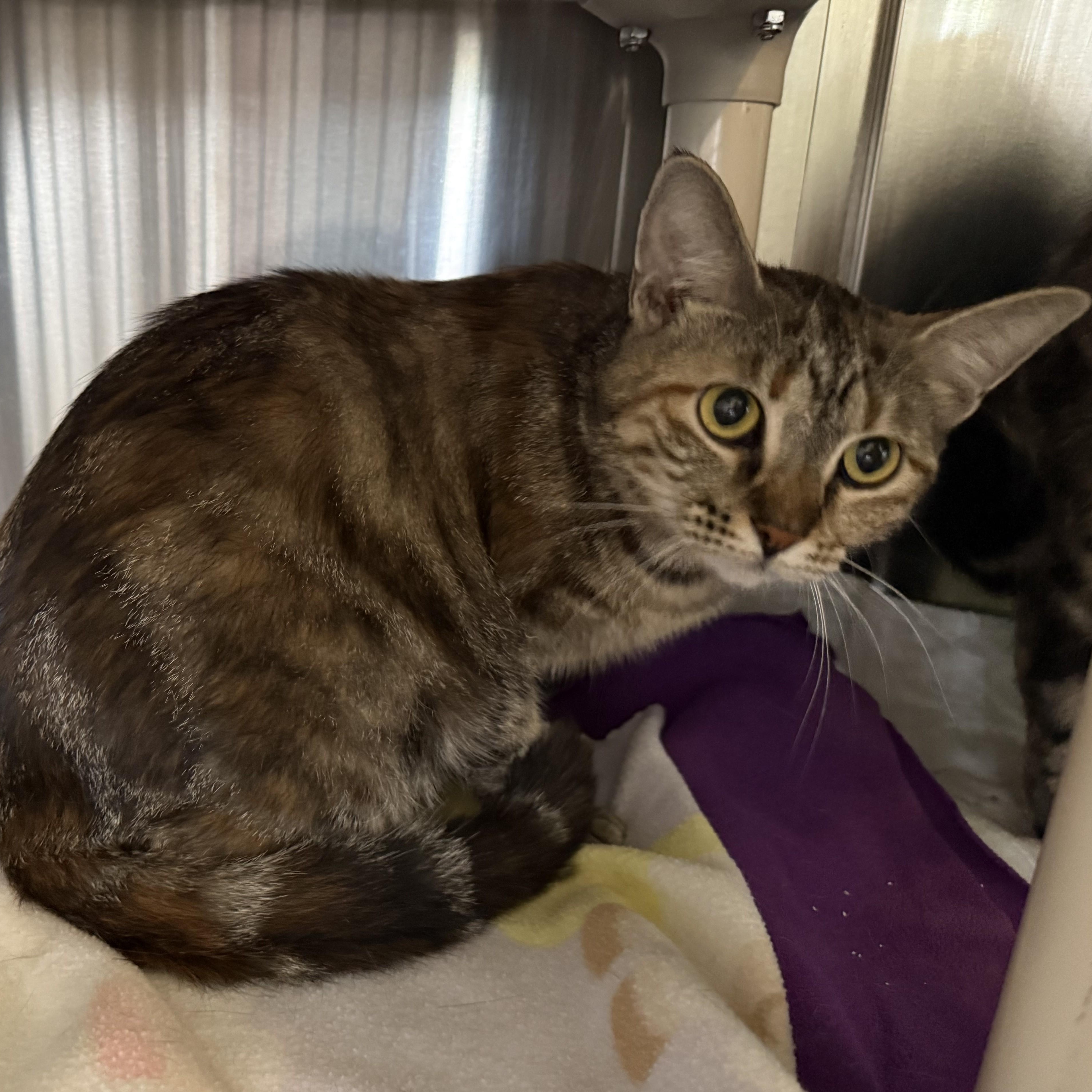 PHOEBE (& Tiger), ADOPTABLE, Young Female Domestic Short Hair.