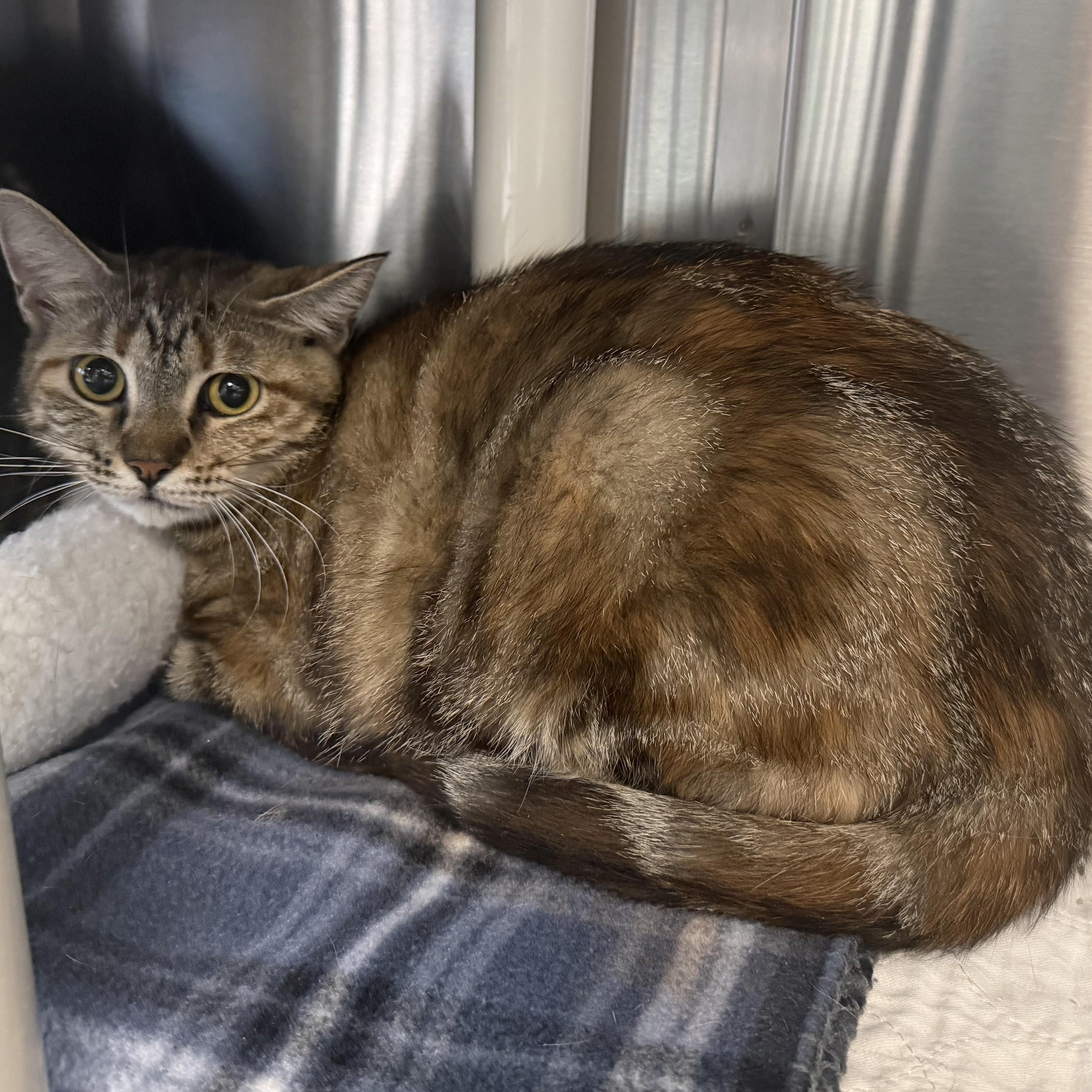 PHOEBE (& Tiger), a ADOPTABLE Domestic Short Hair in La Crescent, MN image 2/6