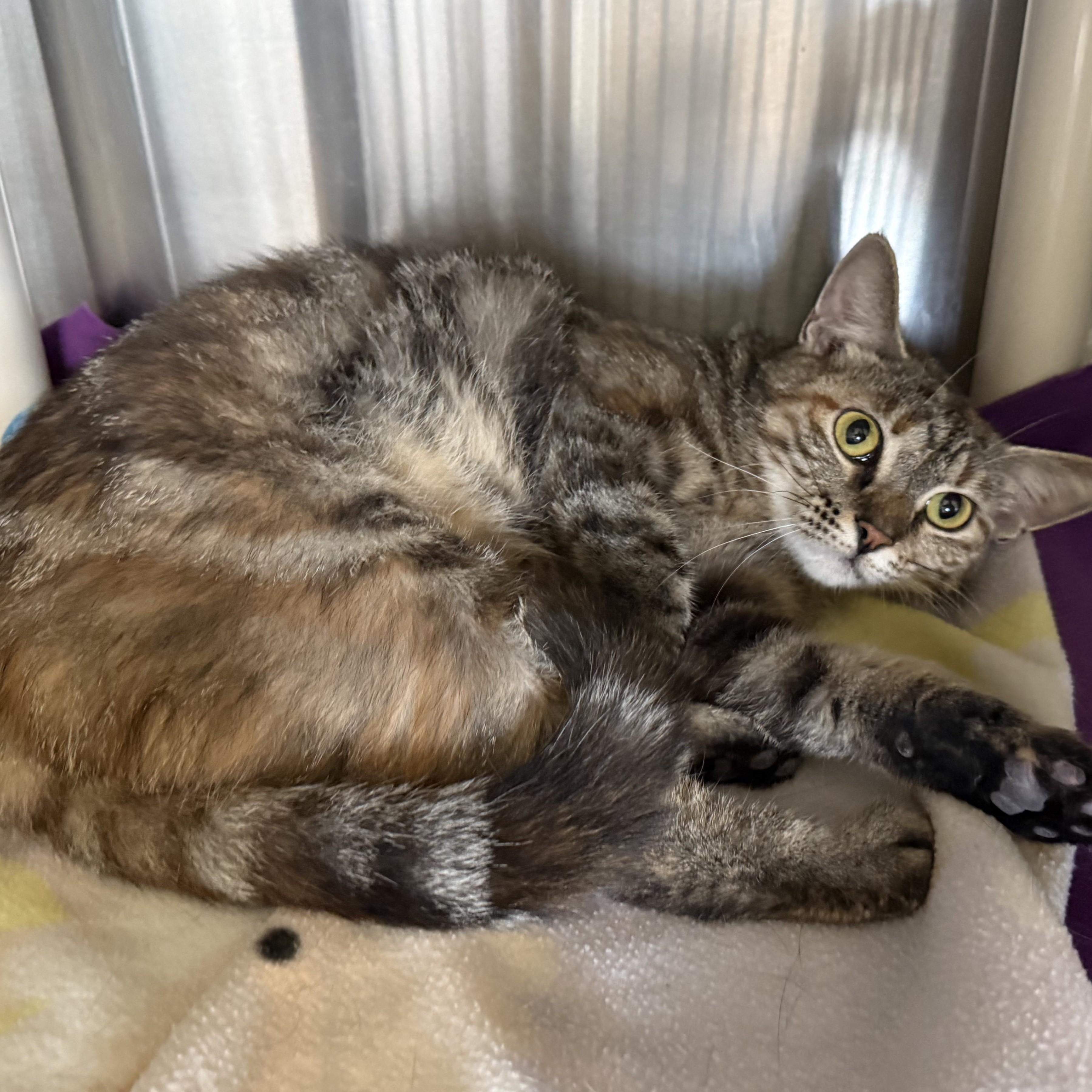 PHOEBE (& Tiger), a ADOPTABLE Domestic Short Hair in La Crescent, MN image 5/6