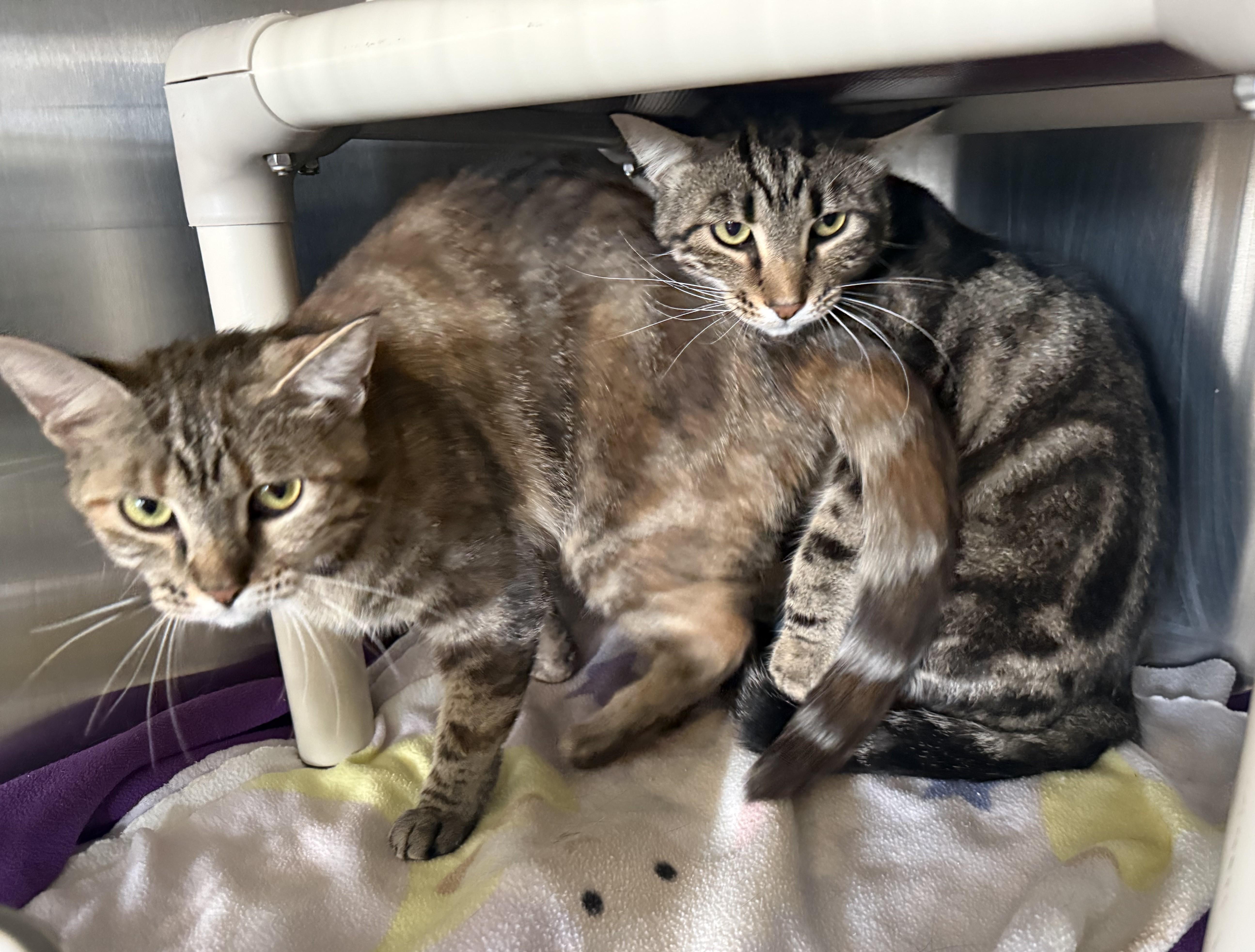 PHOEBE (& Tiger), a ADOPTABLE Domestic Short Hair in La Crescent, MN image 4/6