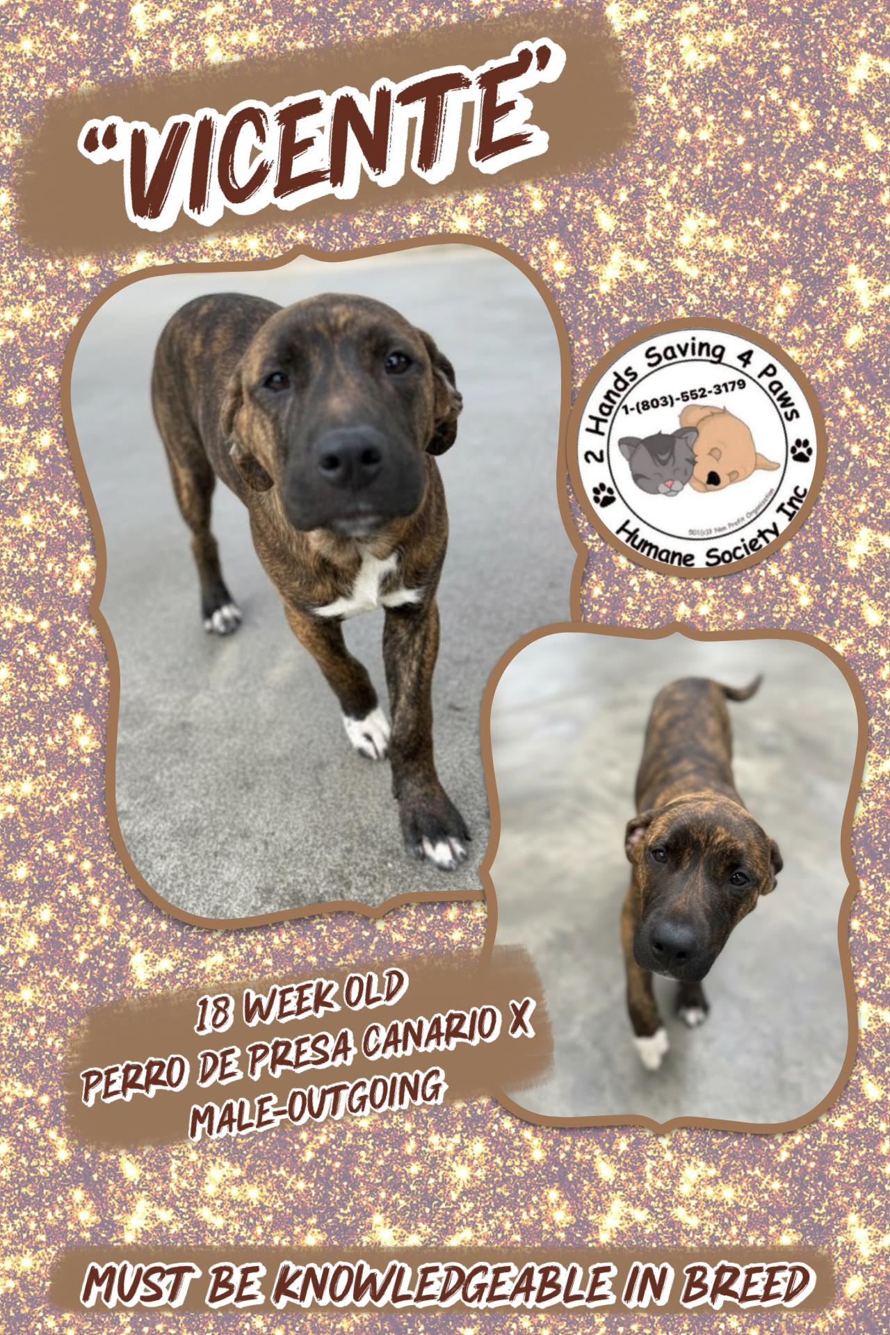 Enlarge Vicente , a Adoptable mixed breed in Totowa, NJ image 1/2