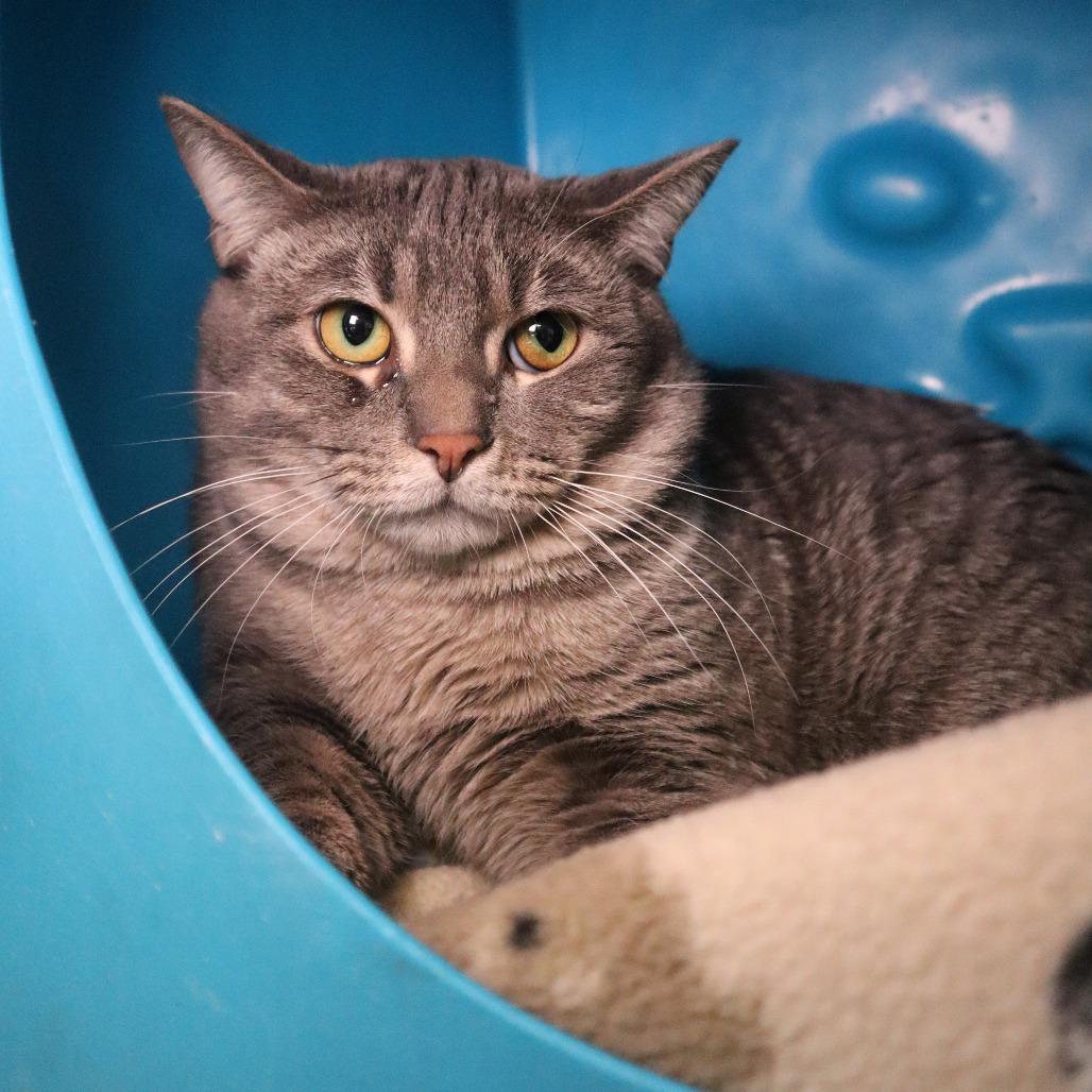 Enlarge Gucci, a Adoptable Domestic Short Hair in Waukesha, WI image 1/2