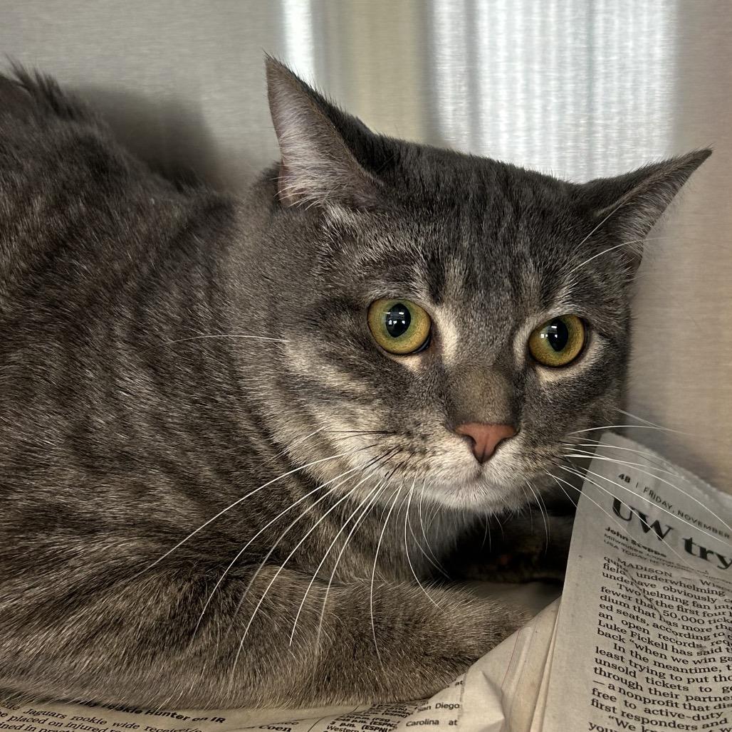 Enlarge Gucci, a Adoptable Domestic Short Hair in Waukesha, WI image 2/2