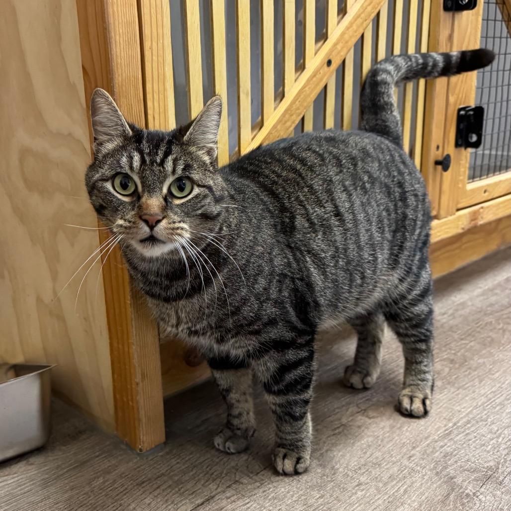 Church, a Adoptable mixed breed in Port Angeles, WA image 5/6