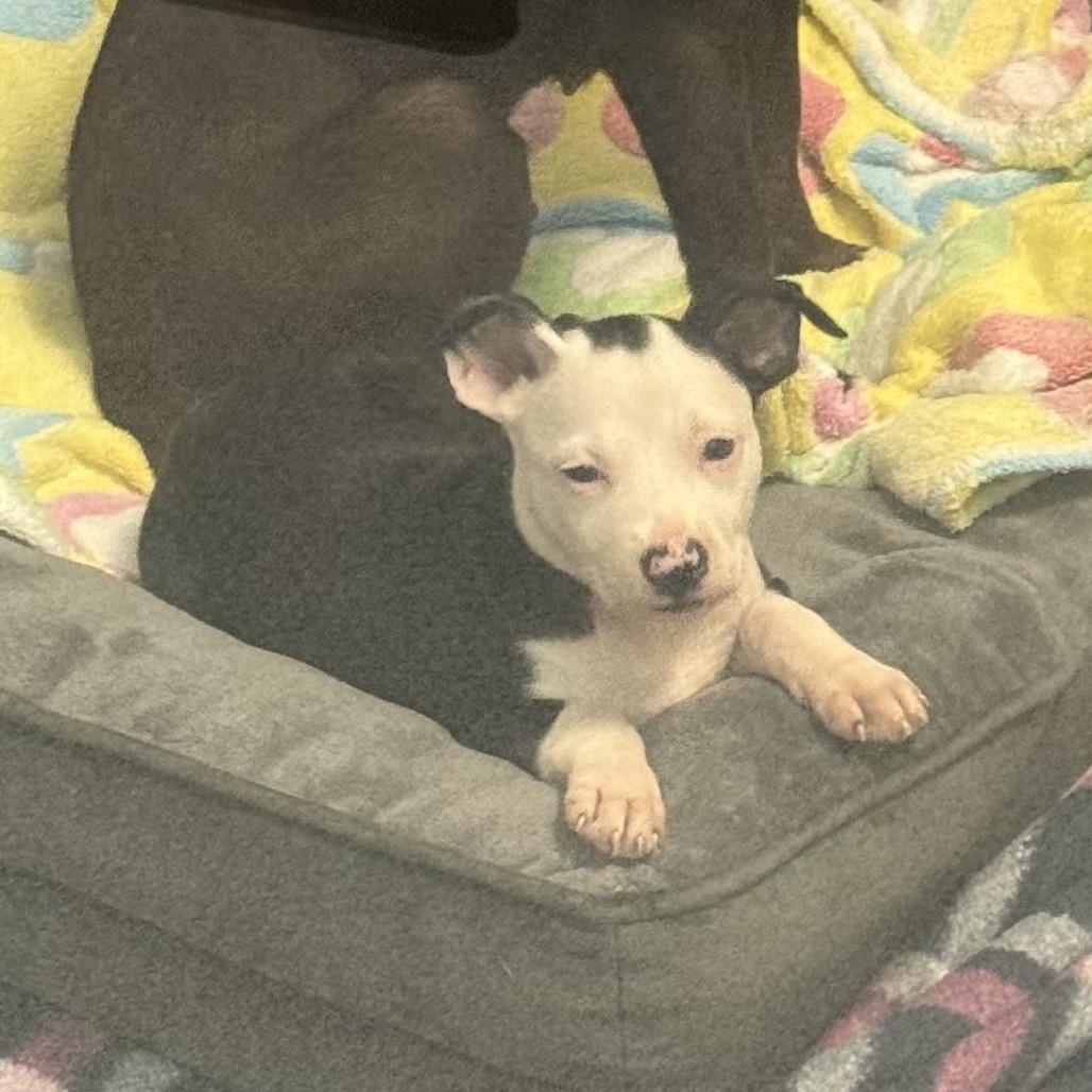Enlarge Rain Drop, a Adoptable mixed breed in Oceanside, CA image 1/6