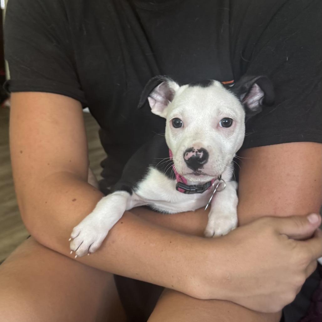 Enlarge Rain Drop, a Adoptable mixed breed in Oceanside, CA image 2/6