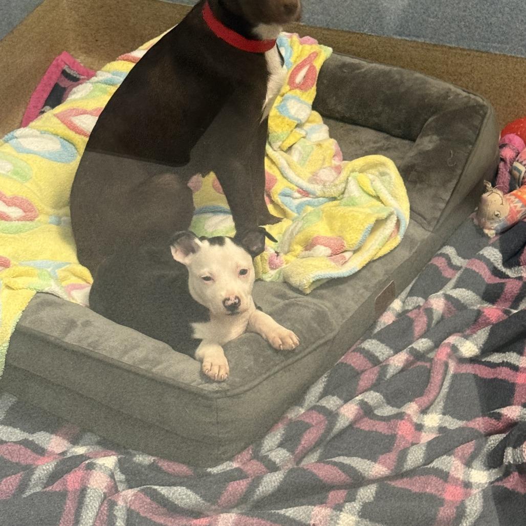 Enlarge Rain Drop, a Adoptable mixed breed in Oceanside, CA image 3/6