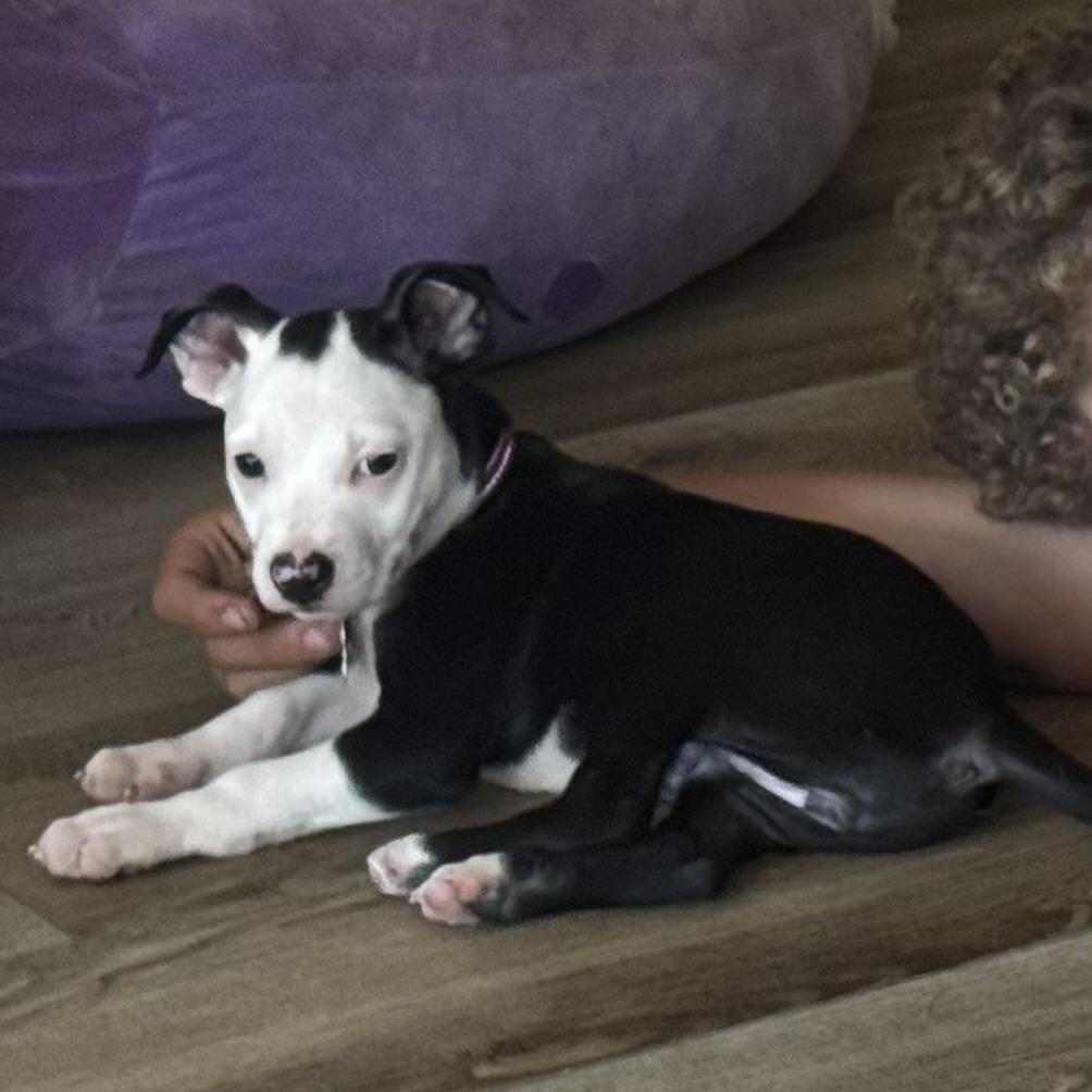 Enlarge Rain Drop, a Adoptable mixed breed in Oceanside, CA image 5/6