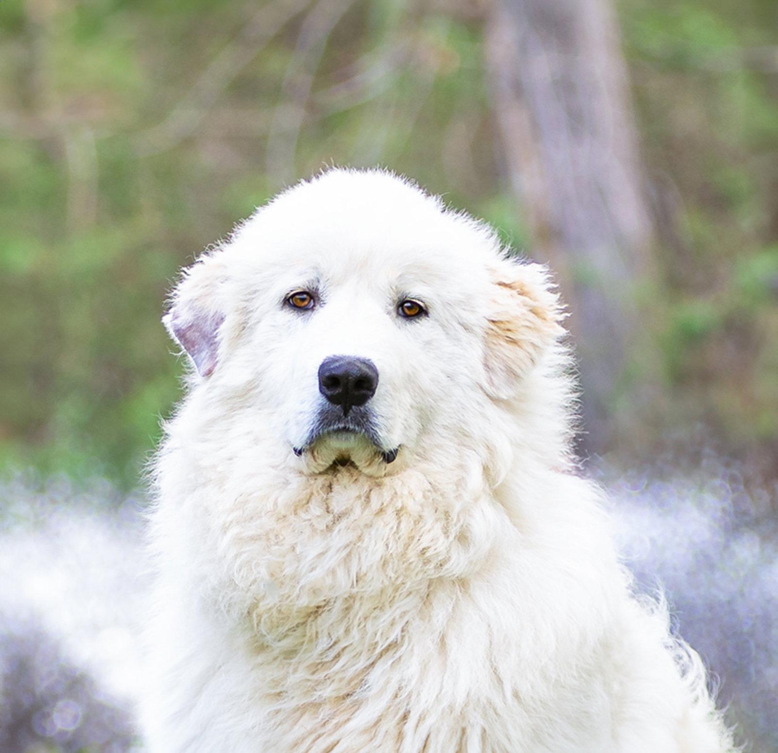 Maverick, Adoptable, Young Male Great Pyrenees.