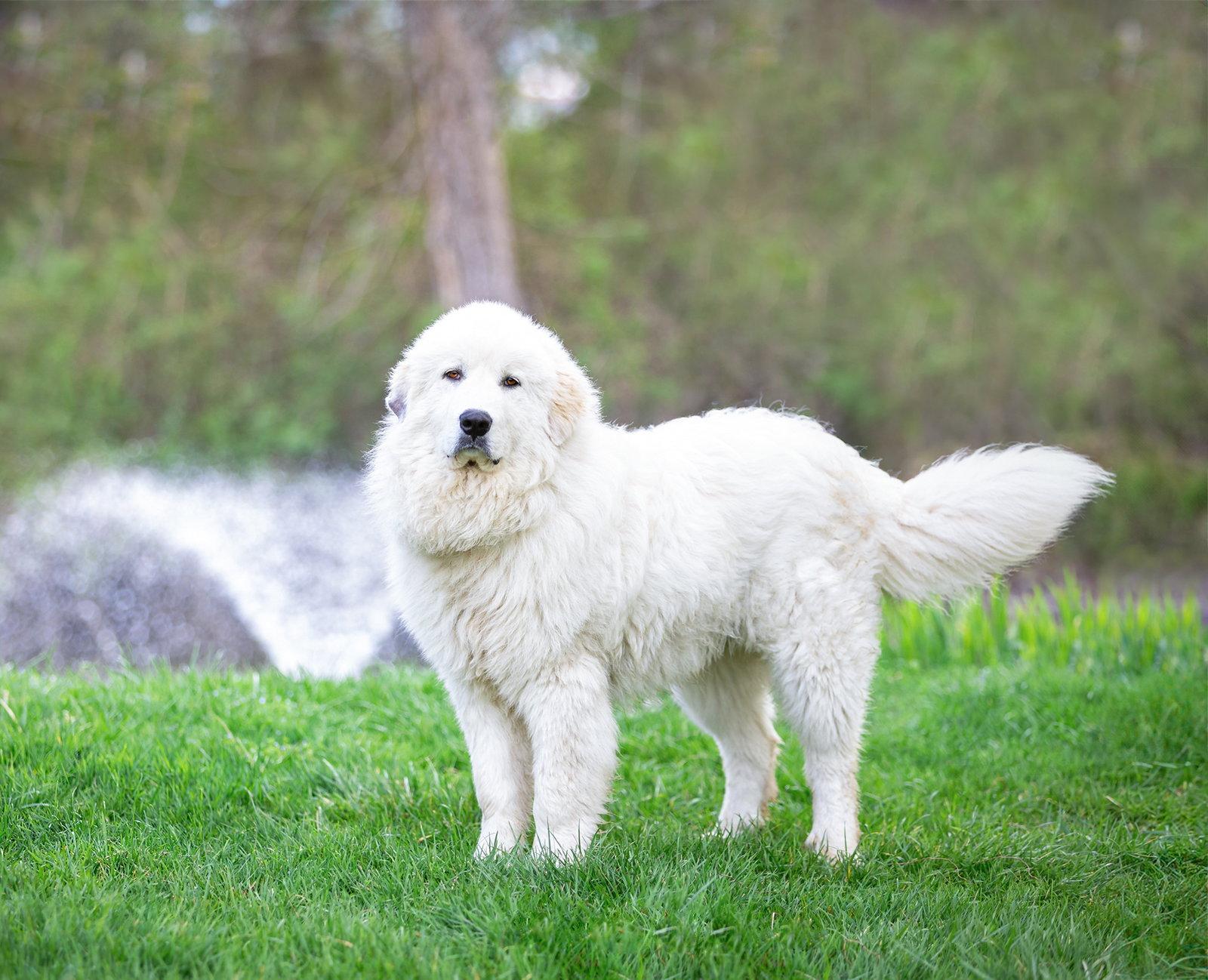 Enlarge Maverick, a Adoptable Great Pyrenees in Coatesville, PA image 2/3