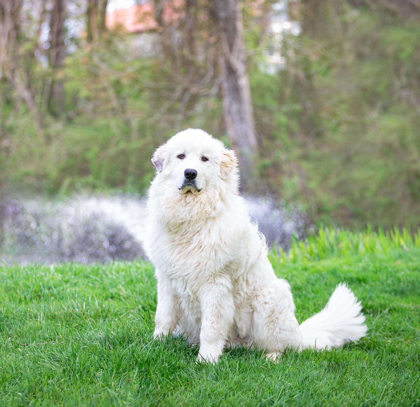 Enlarge Maverick, a Adoptable Great Pyrenees in Coatesville, PA image 3/3