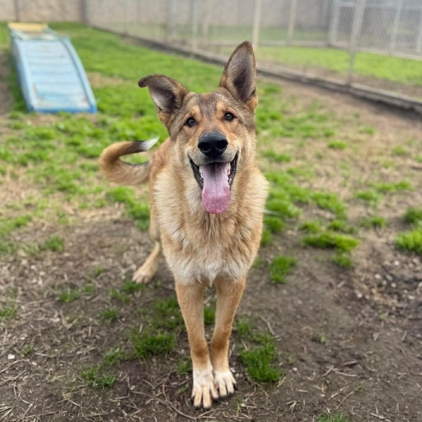 Wolfie, ADOPTABLE, Young Male German Shepherd Dog.