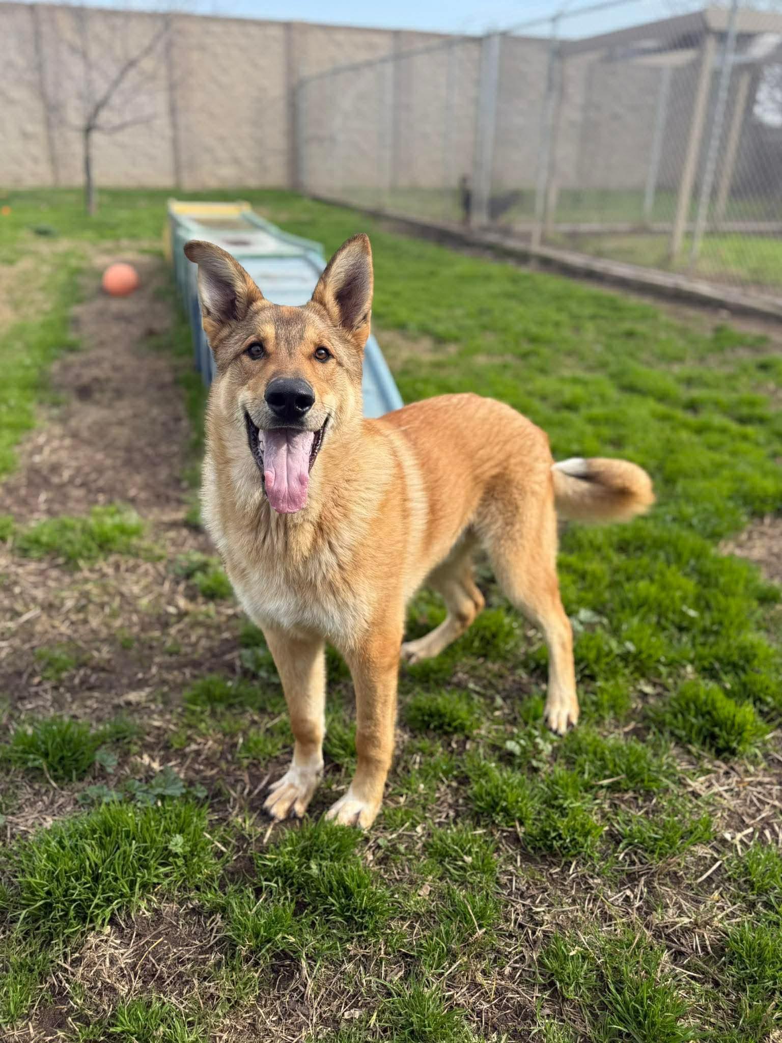Enlarge Wolfie, a ADOPTABLE German Shepherd Dog in Petaluma, CA image 2/2