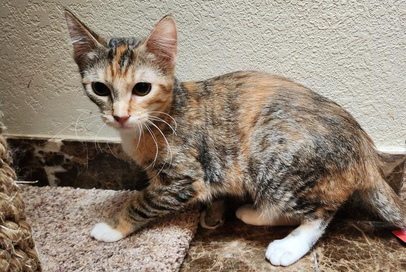 Enlarge Marta, an adopted Dilute Calico in Oklahoma City, OK image 3/5