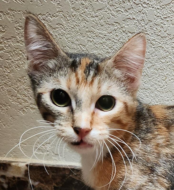 Enlarge Marta, an adopted Dilute Calico in Oklahoma City, OK image 1/5