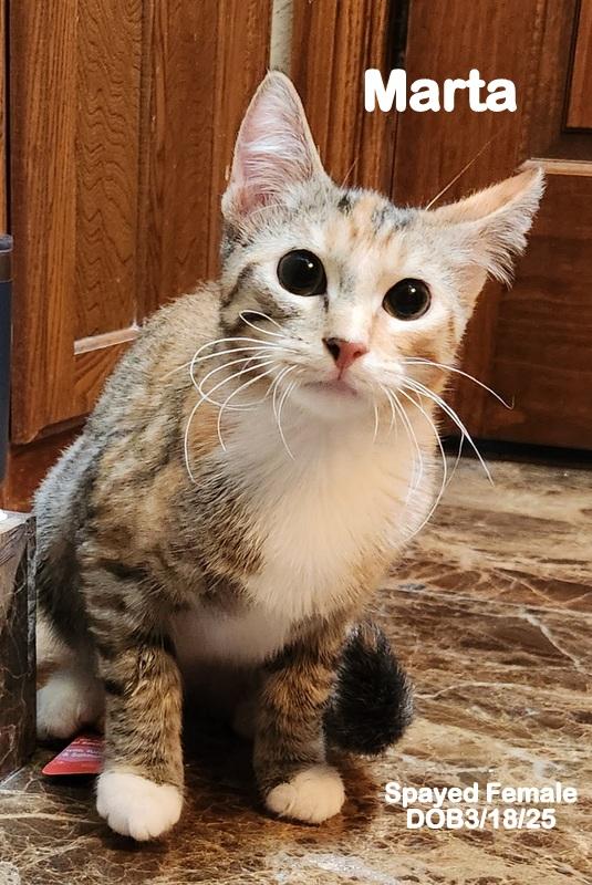 Enlarge Marta, an adopted Dilute Calico in Oklahoma City, OK image 4/5