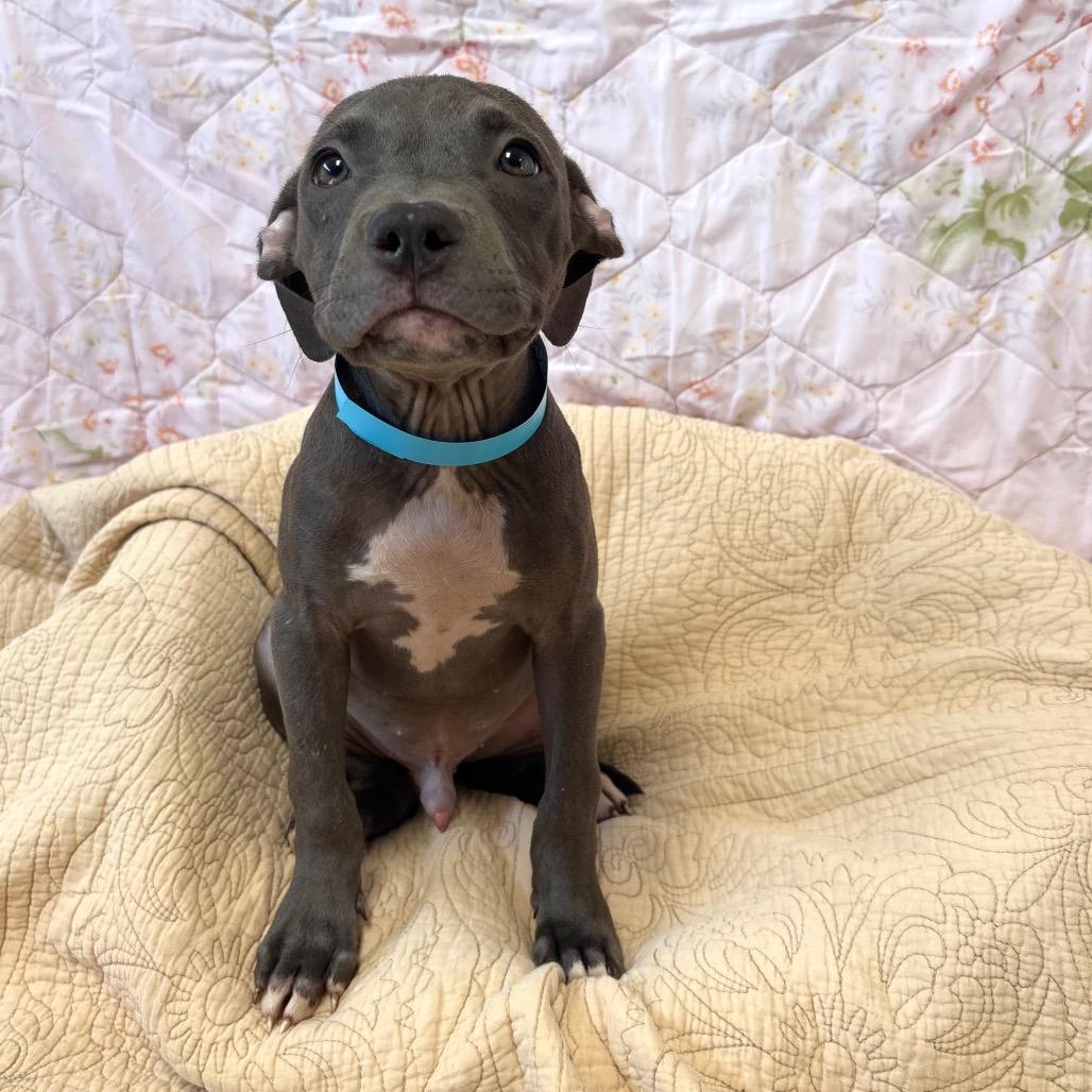 Baxer*, Adoptable, Puppy Male Pit Bull Terrier.