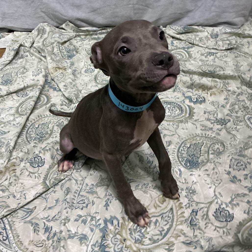 Enlarge Baxer*, a Adoptable Pit Bull Terrier in San Gabriel, CA image 2/2