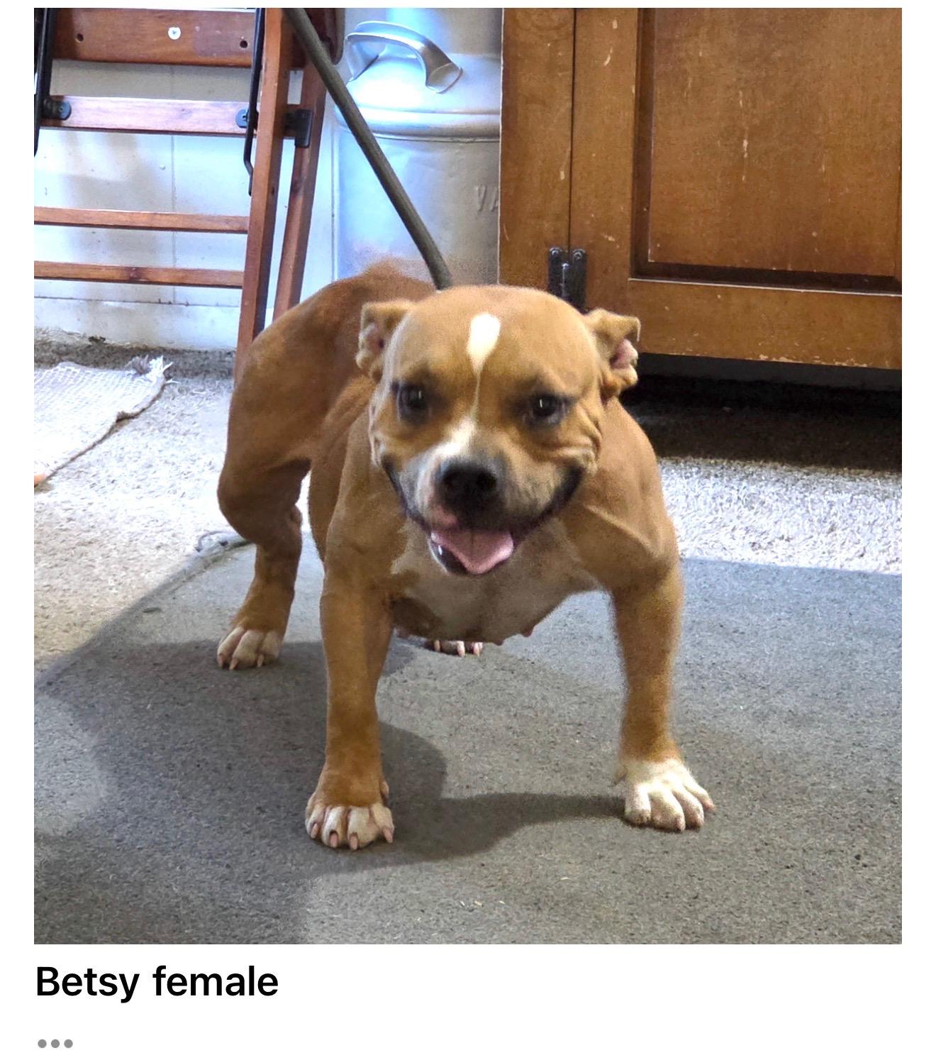 Betsy, Adoptable, Young Female Bulldog.