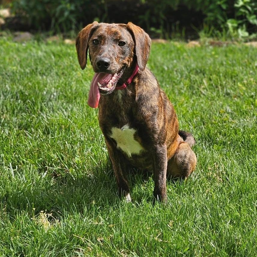 Oakley, a ADOPTABLE mixed breed in Lexington, KY image 1/5