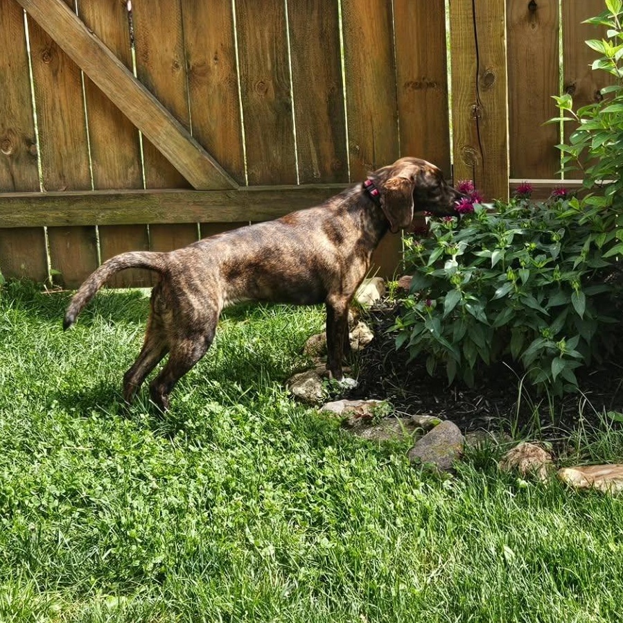 Oakley, a ADOPTABLE mixed breed in Lexington, KY image 5/5