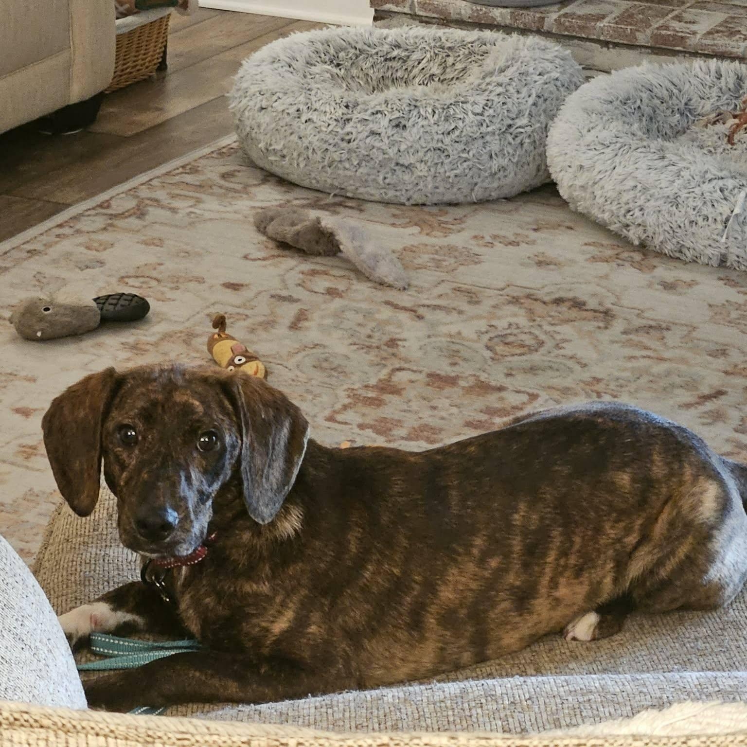 Oakley, a ADOPTABLE mixed breed in Lexington, KY image 4/5