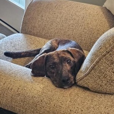 Oakley, a ADOPTABLE mixed breed in Lexington, KY image 2/5