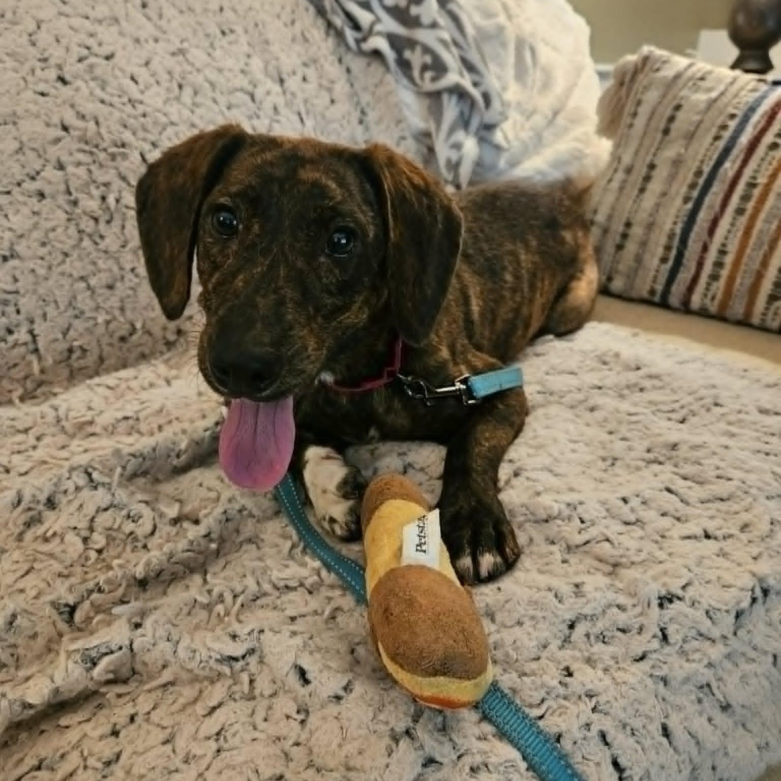 Oakley, a ADOPTABLE mixed breed in Lexington, KY image 3/5