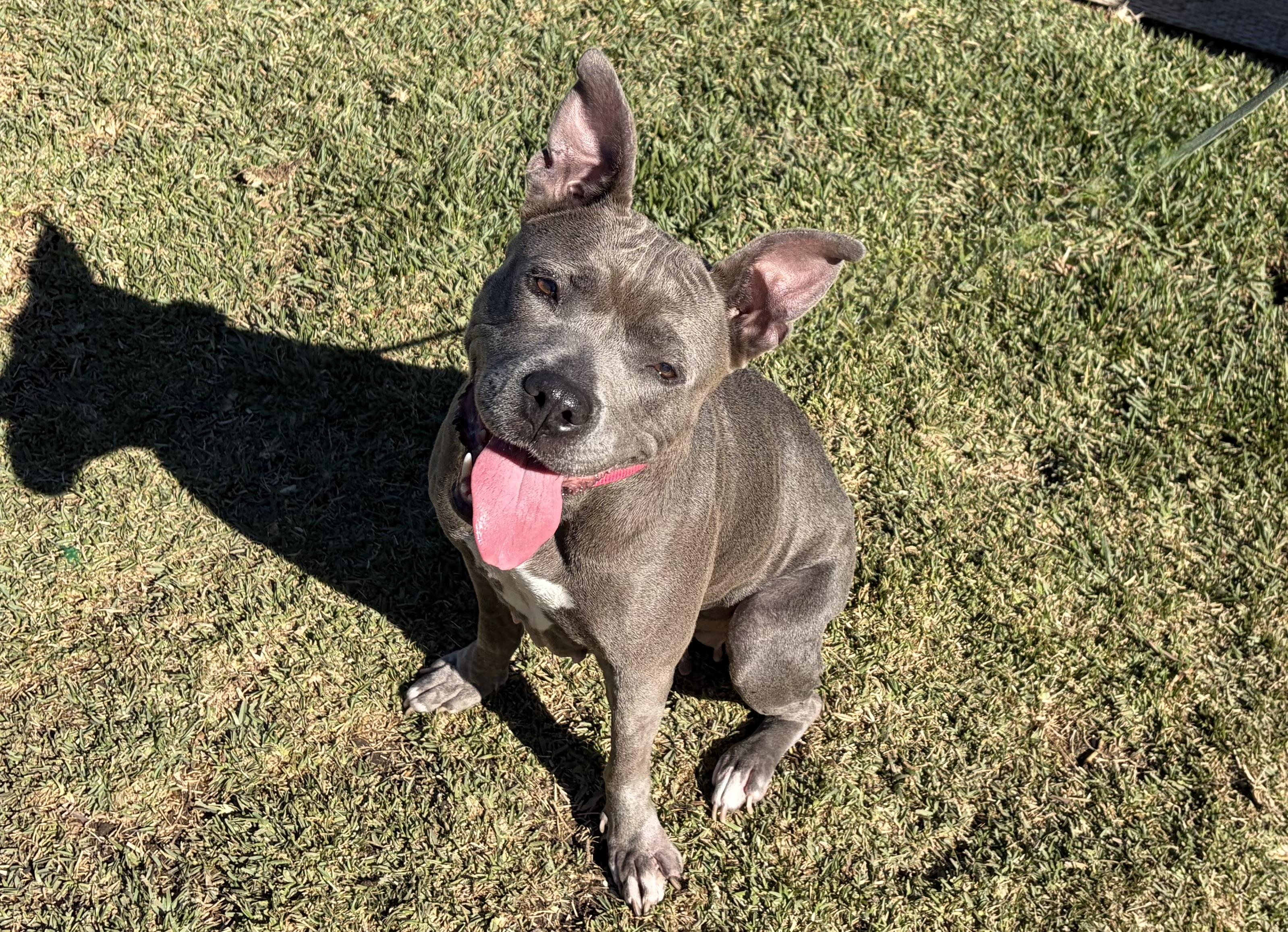 FROST, Adoptable, Adult Female Staffordshire Bull Terrier.