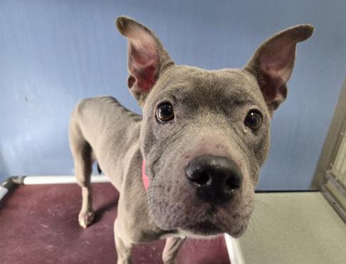Enlarge FROST, a Adoptable mixed breed in San Clemente, CA image 3/3