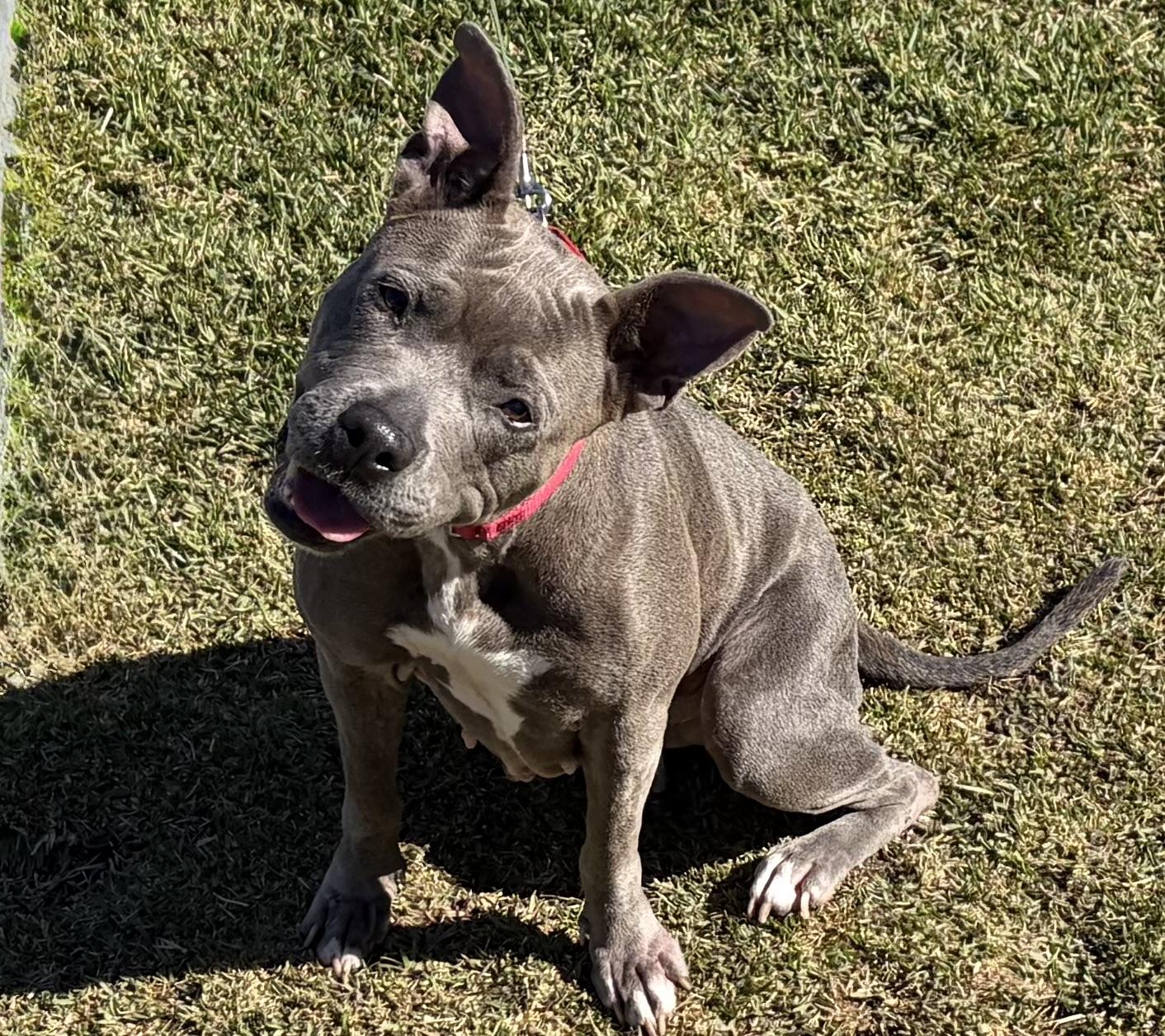 Enlarge FROST, a Adoptable mixed breed in San Clemente, CA image 2/3