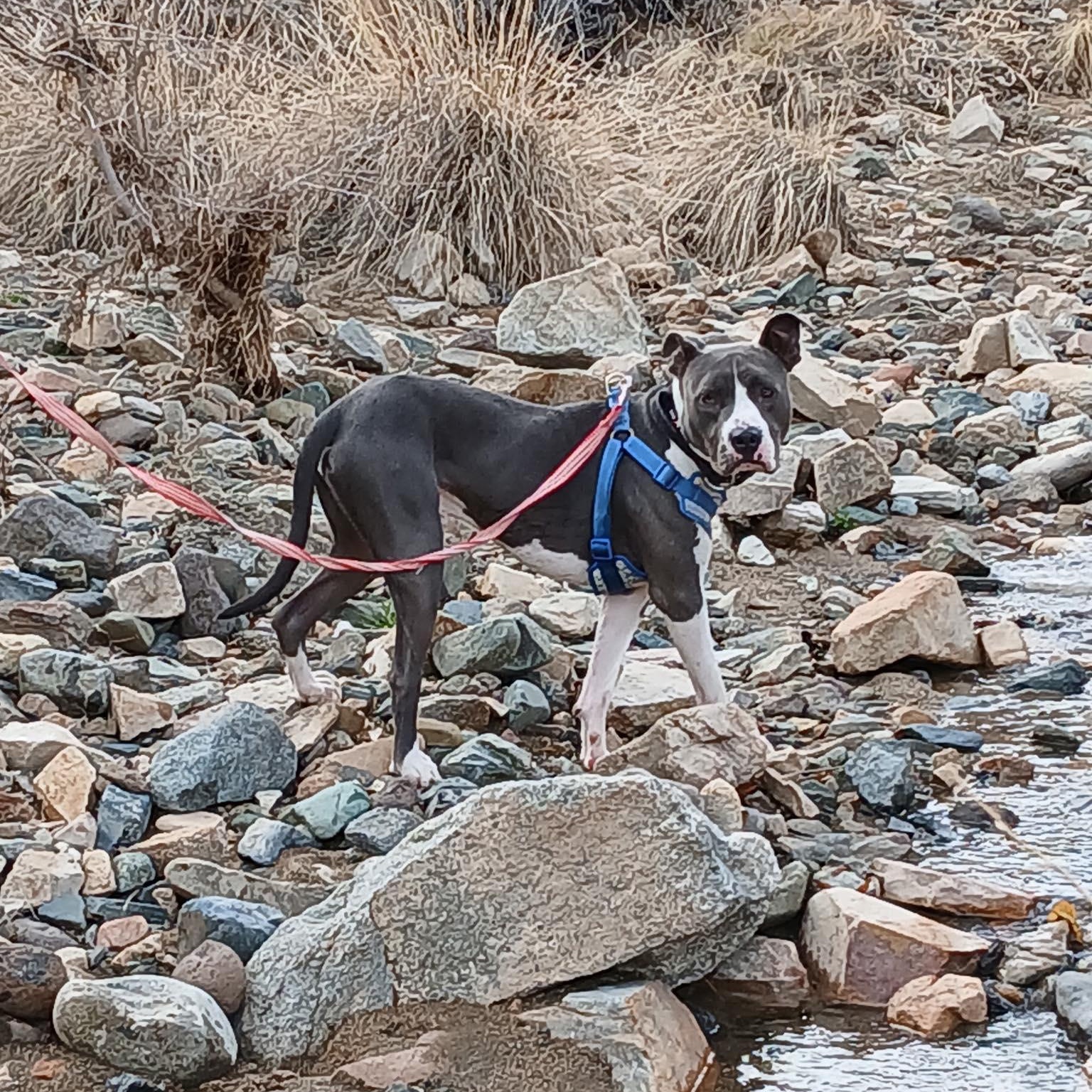 Teddy, a Adoptable American Bulldog in Chino valley, AZ image 3/4