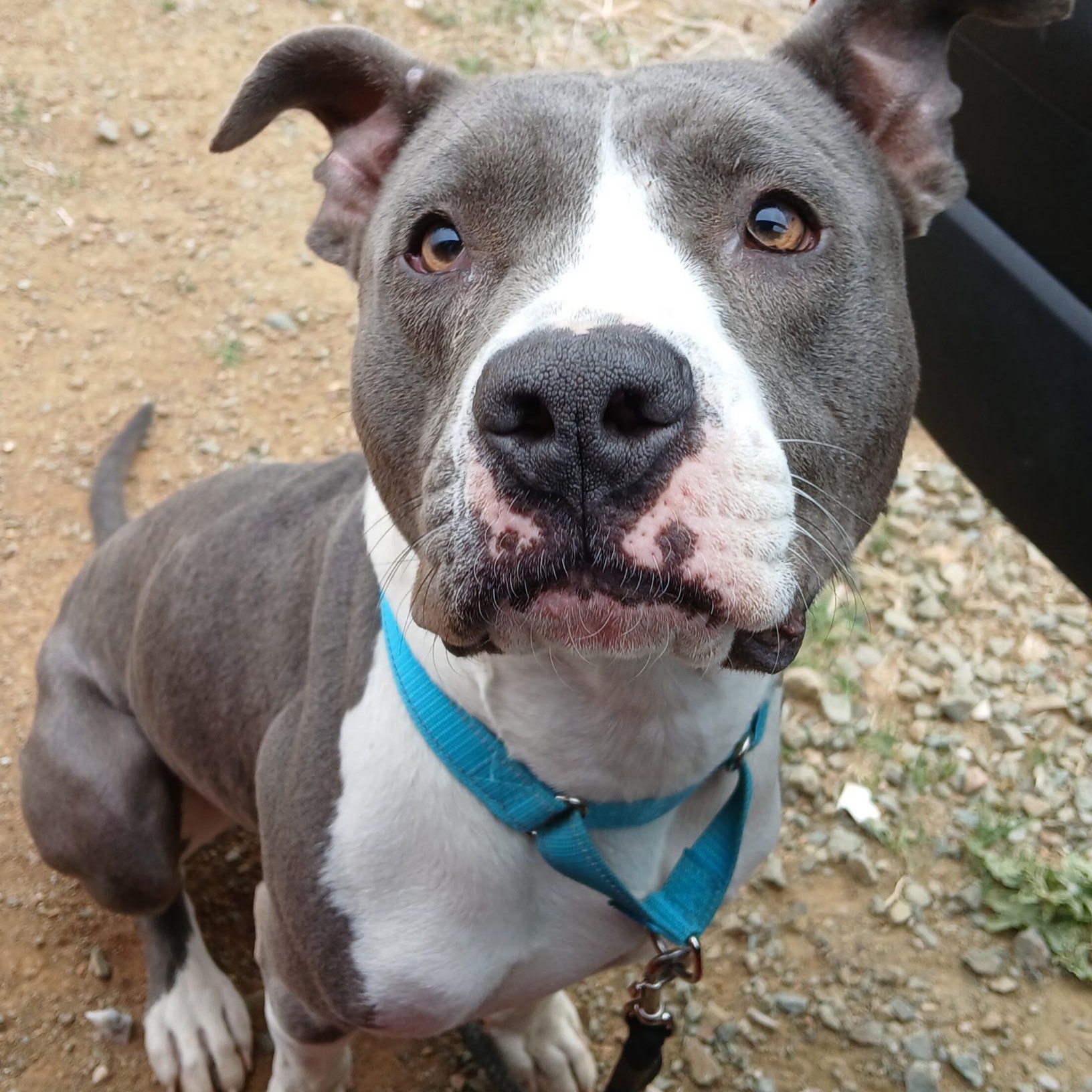 Teddy, Adoptable, Adult Male American Bulldog.