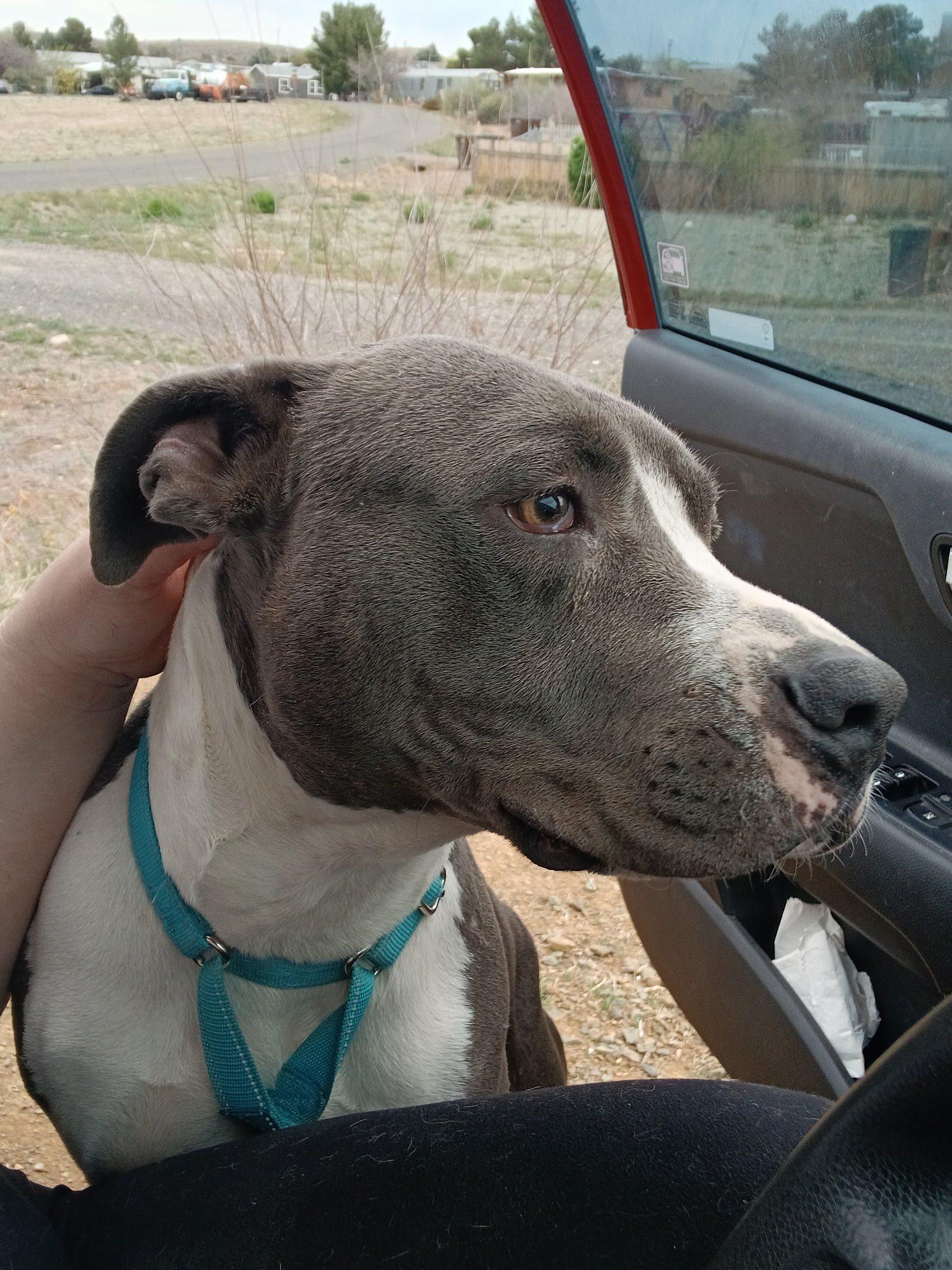 Teddy, a Adoptable American Bulldog in Chino valley, AZ image 2/4