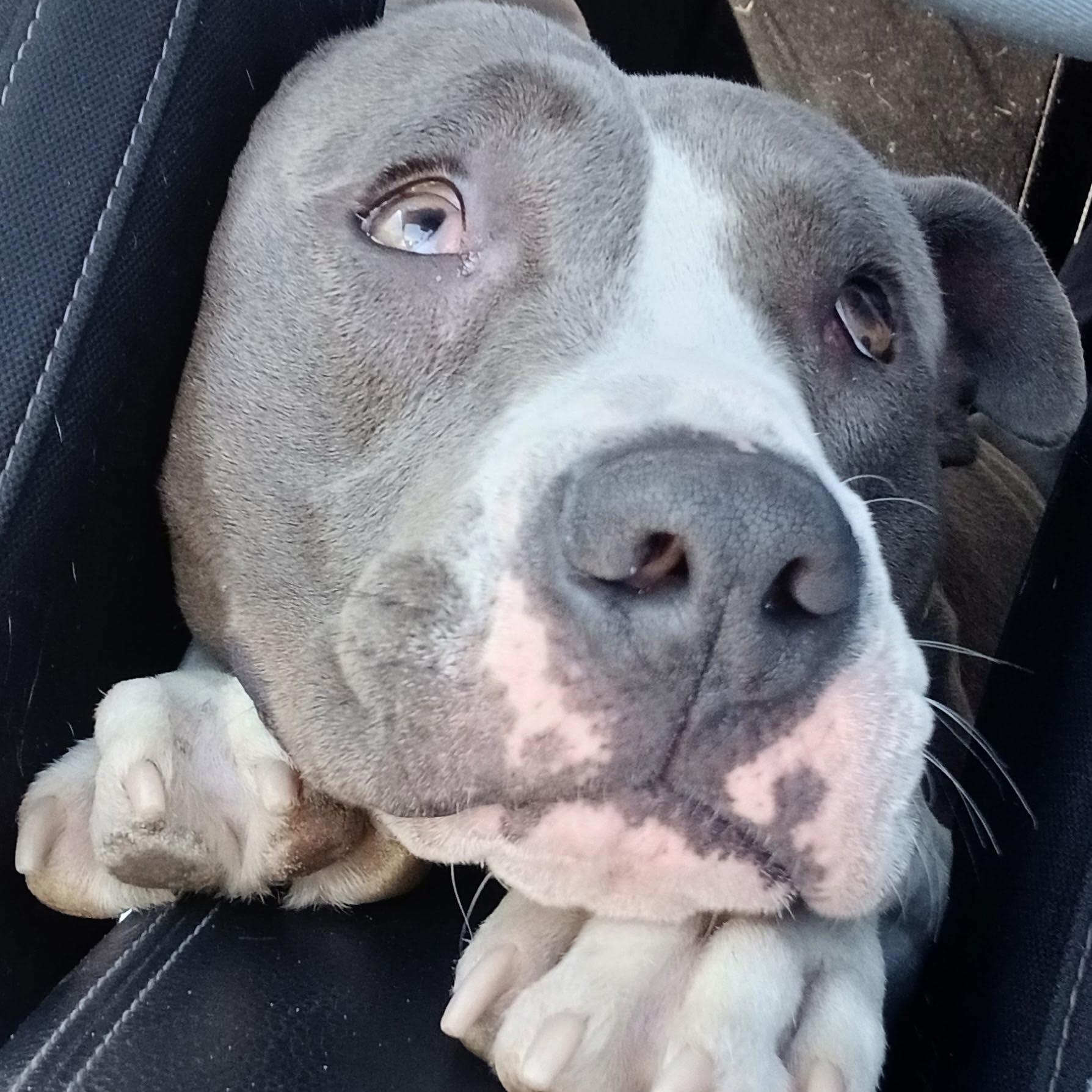 Teddy, a Adoptable American Bulldog in Chino valley, AZ image 4/4