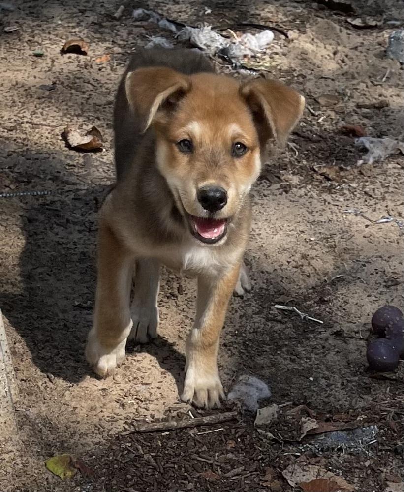 Enlarge Maddox, a Adoptable mixed breed in Seguin, TX image 1/5