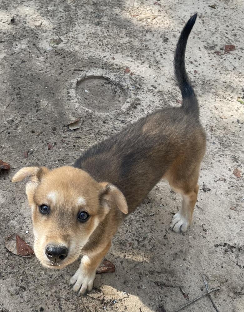 Enlarge Maddox, a Adoptable mixed breed in Seguin, TX image 2/5