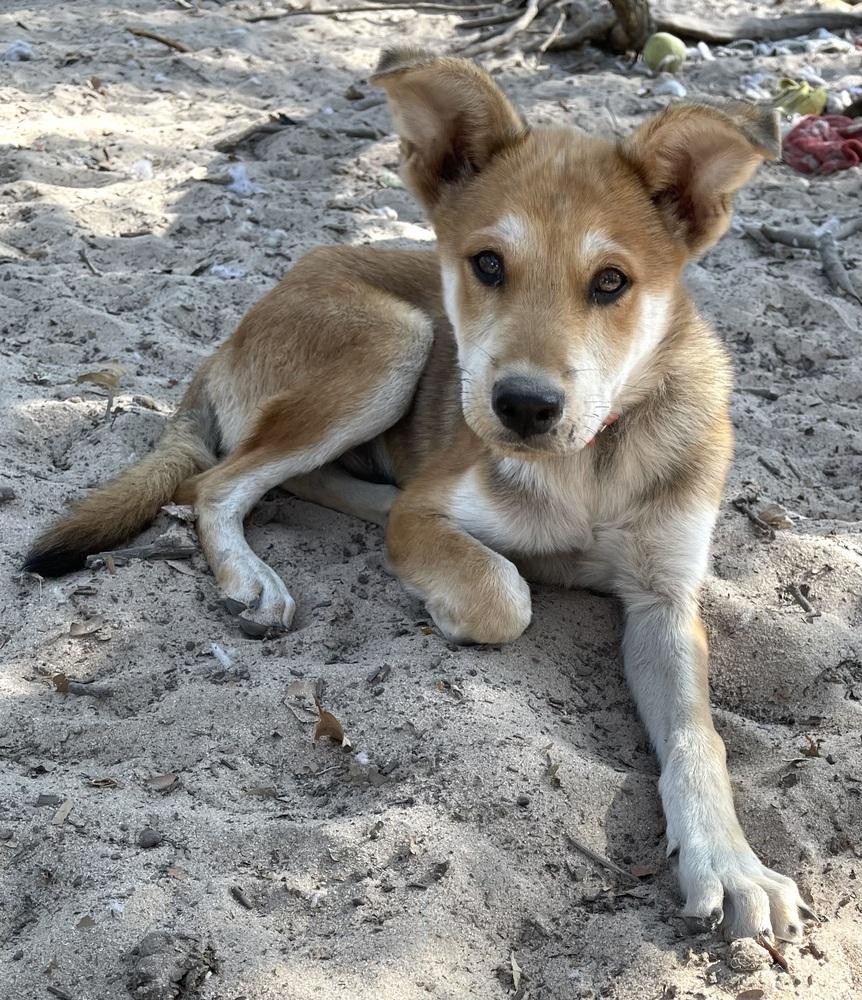 Enlarge Maddox, a Adoptable mixed breed in Seguin, TX image 3/5