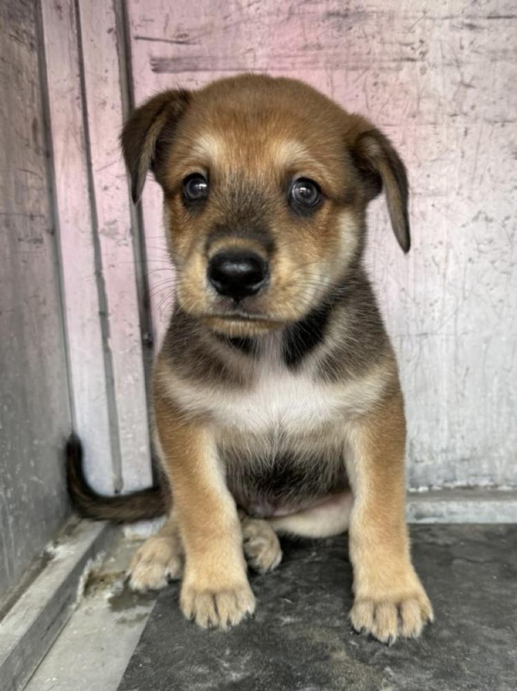 Enlarge Maddox, a Adoptable mixed breed in Seguin, TX image 4/5