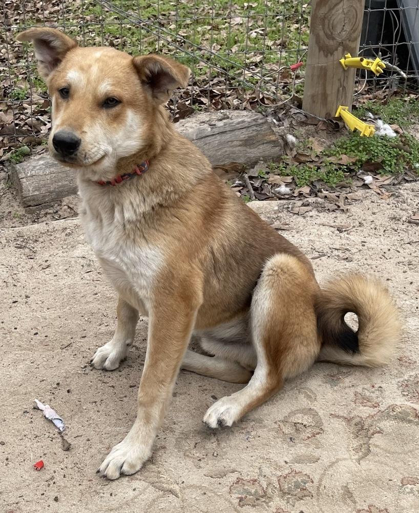 Enlarge Maddox, a Adoptable mixed breed in Seguin, TX image 5/5