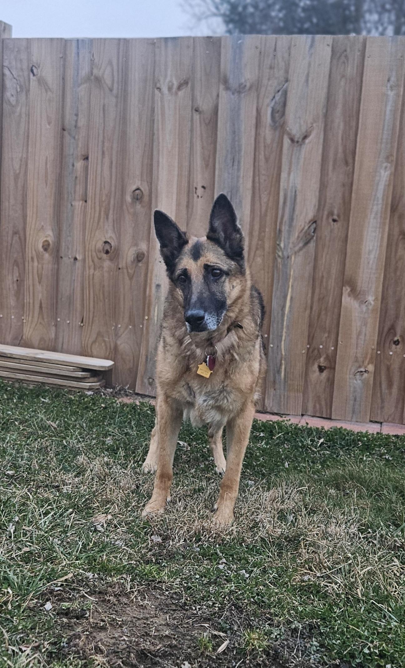 Luna, adopted, Senior Female German Shepherd Dog.