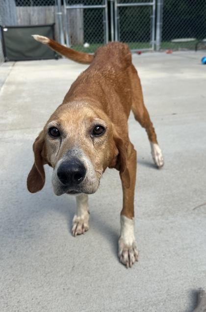 Martini, Adoptable, Adult Female Hound & Mixed Breed.