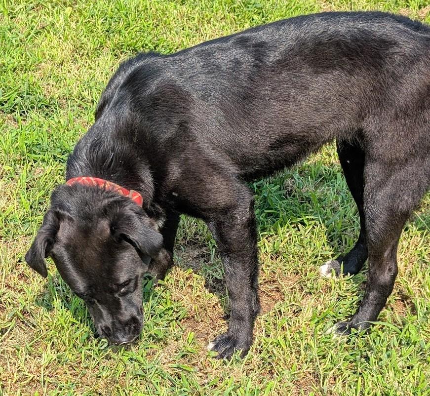 Enlarge Timna, a Adoptable mixed breed in Carthage, IL image 4/6